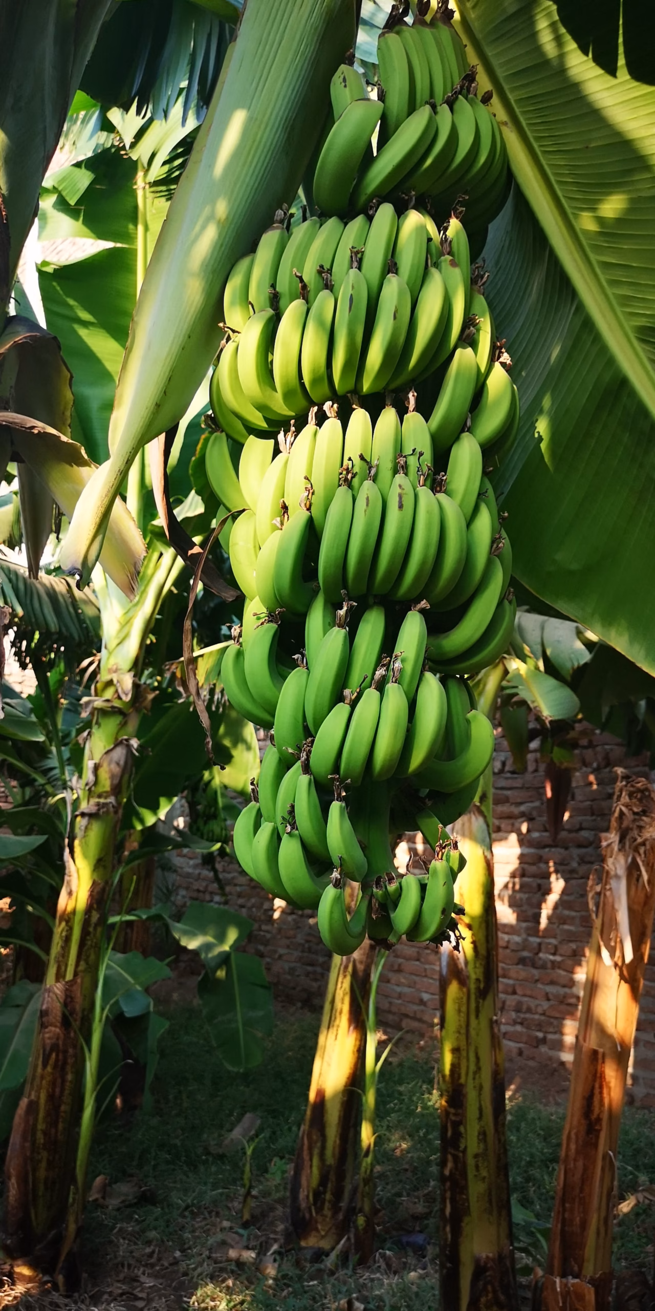 Racimo de banano verde de aspecto fresco, con fruta uniforme y hojas verdes alrededor. Fotografía de stock de referencia.